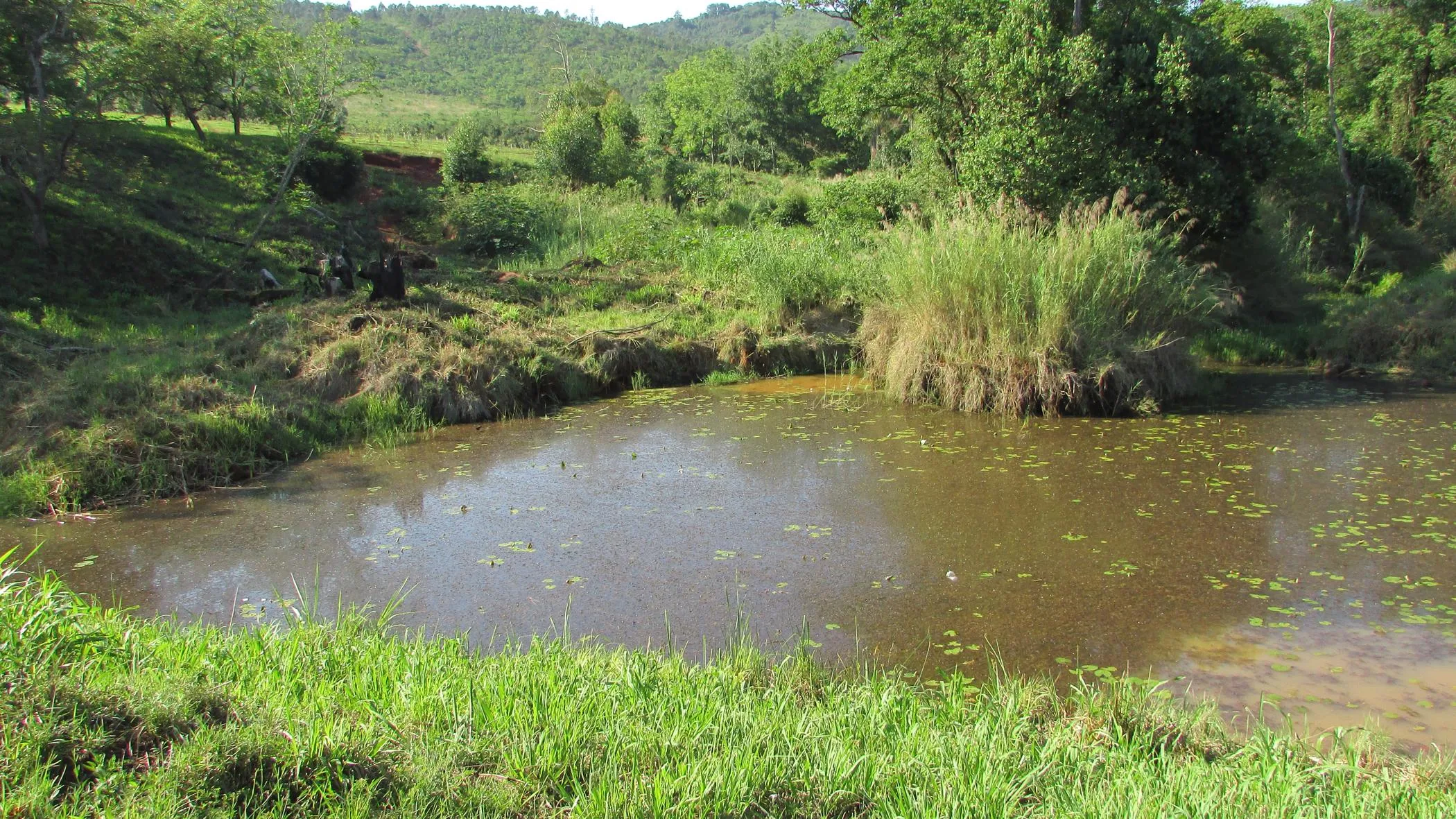 Fruit farm for sale in Tzaneen Rural photo 2