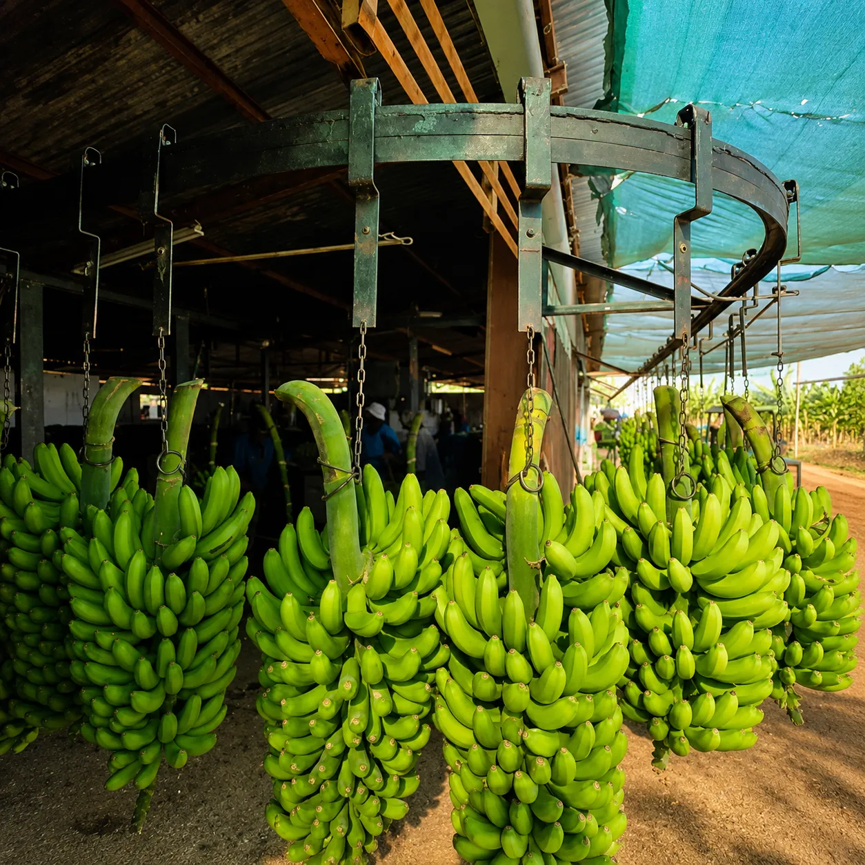 Banana farm for sale in Tzaneen, Limpopo Province photo 2