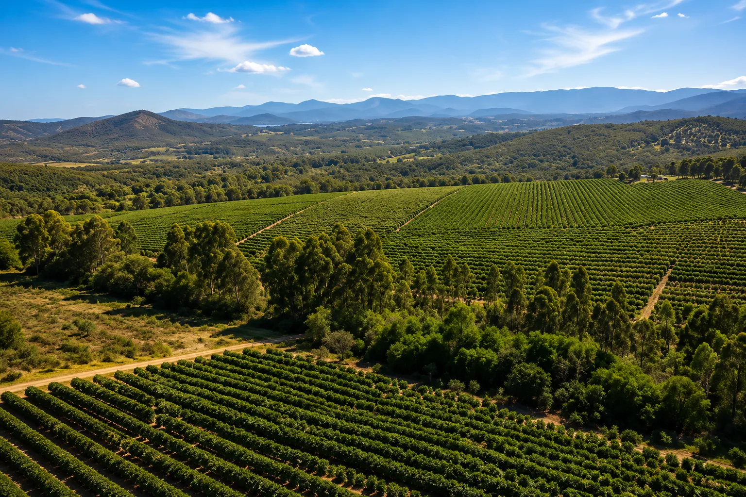 Banana farm for sale in Tzaneen, Limpopo Province photo 3