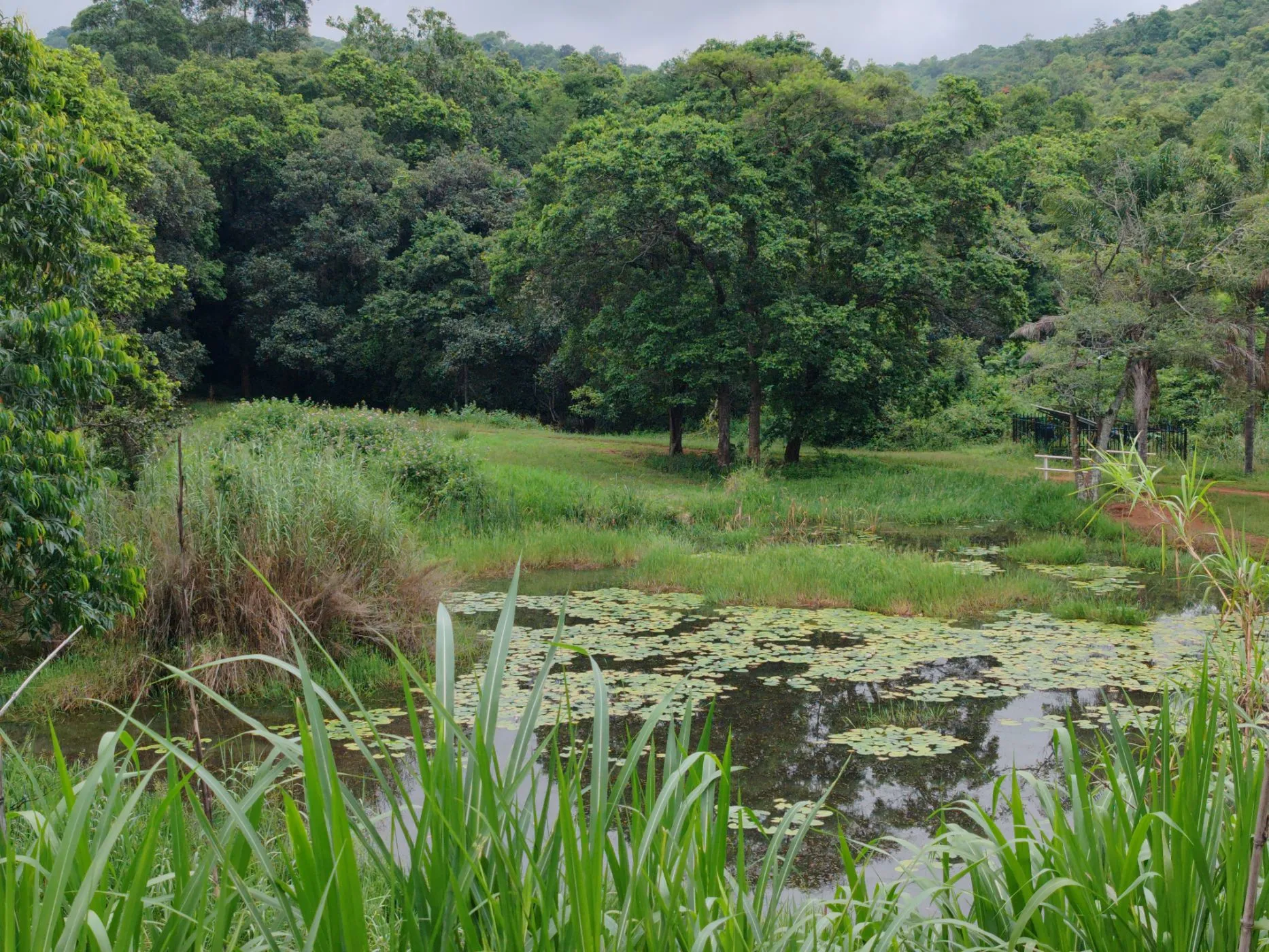 Fruit farm for sale in Tzaneen Rural photo 3