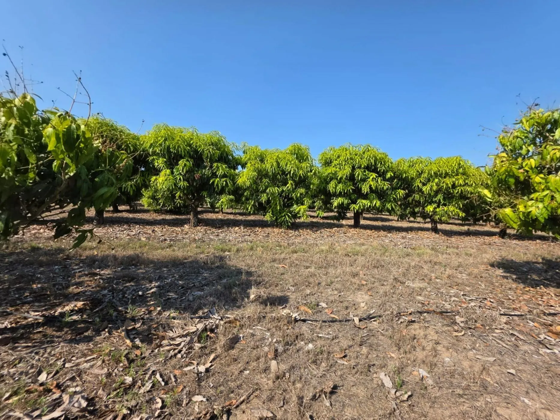 Tzaneen mango and banana Farm for Sale
