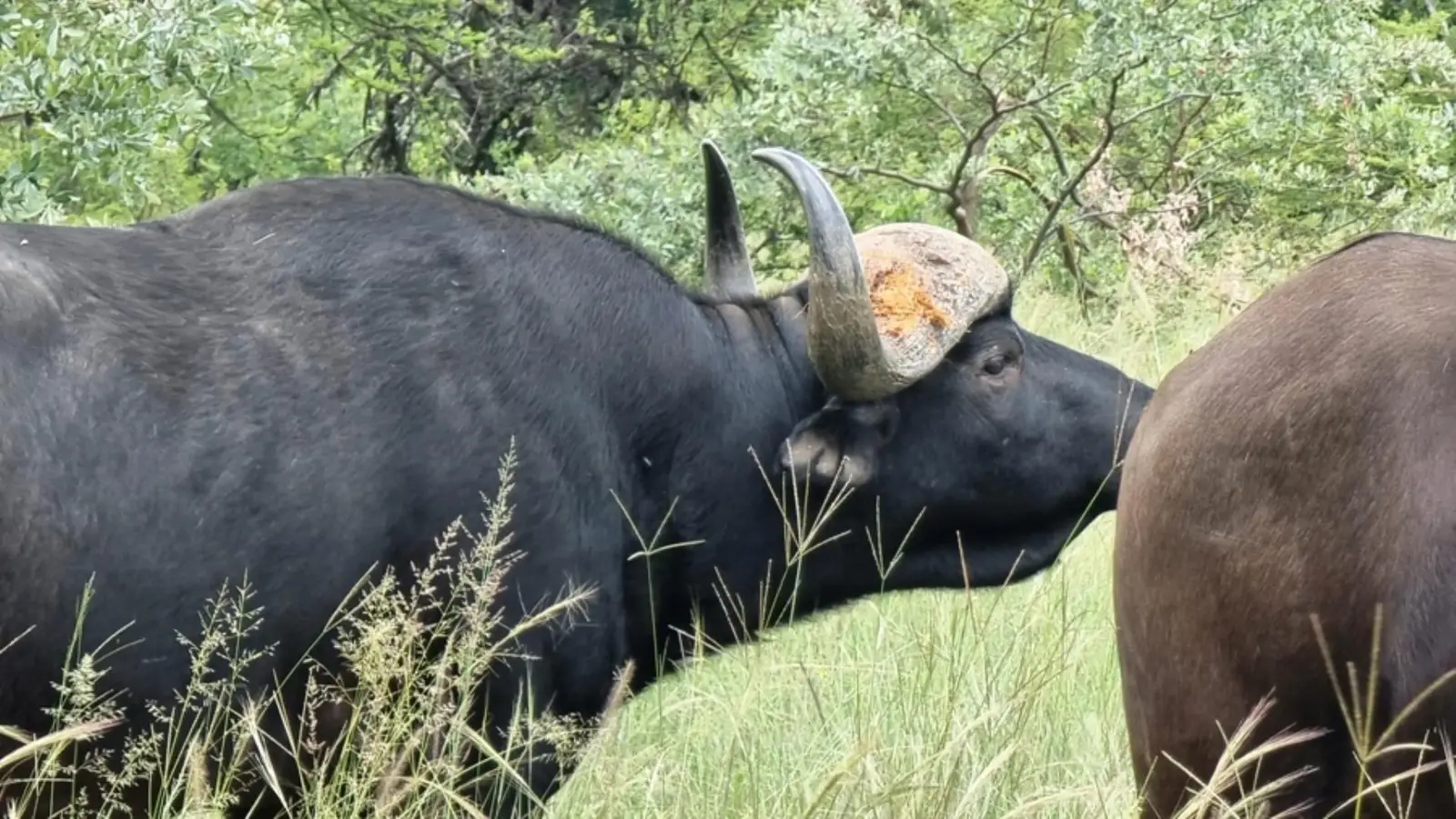 14 Bedroom Game Farm or Lodge for Sale in Dinokeng Game Reserve