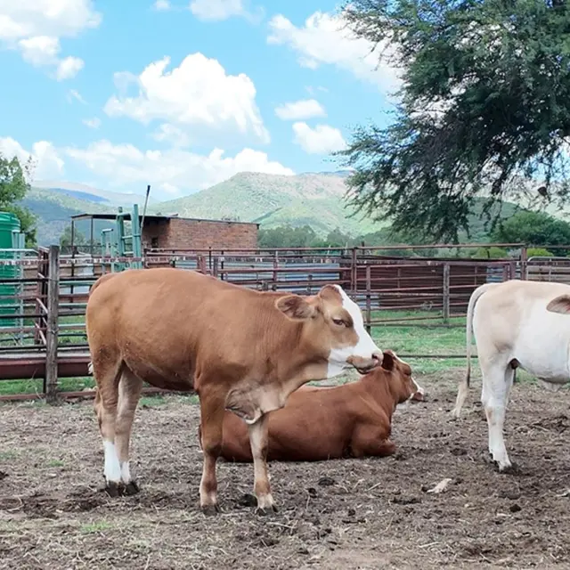 10 Bedroom Farm for Sale in Mokopane Rural photo 3